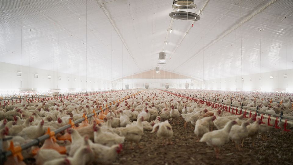 Broiler floor breeding