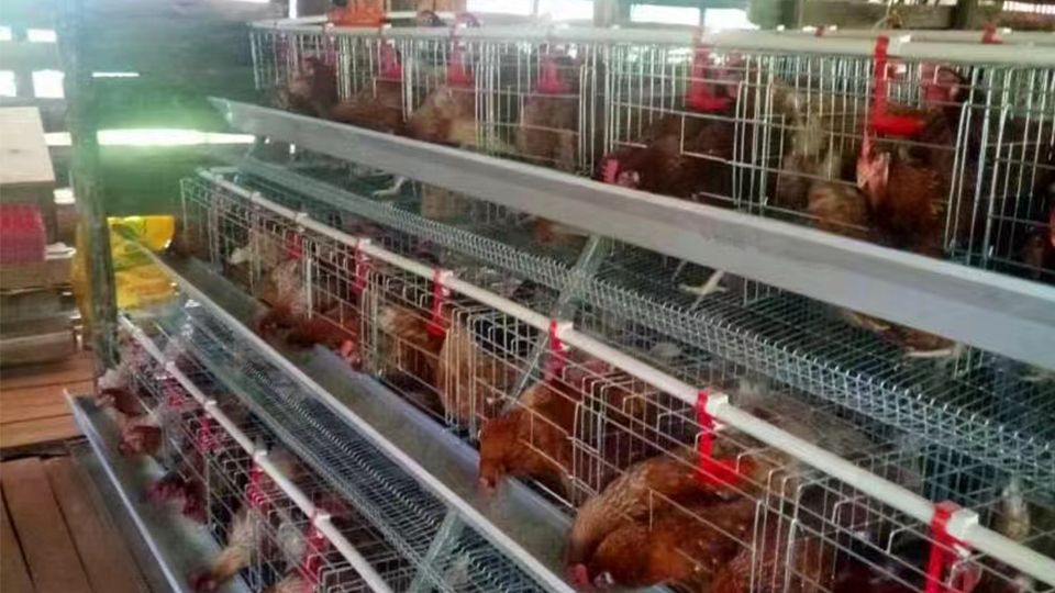 manual layer chicken cage