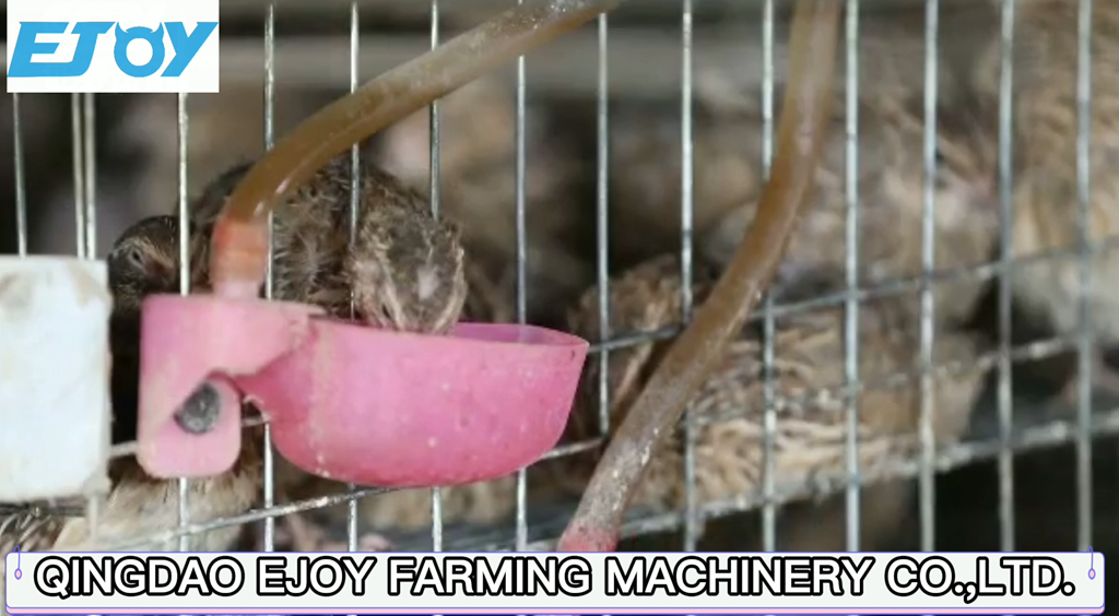 quail cage drinking