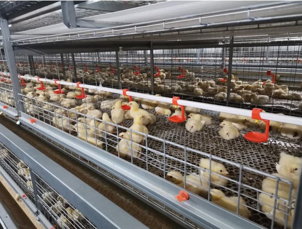 broiler cage drinking system