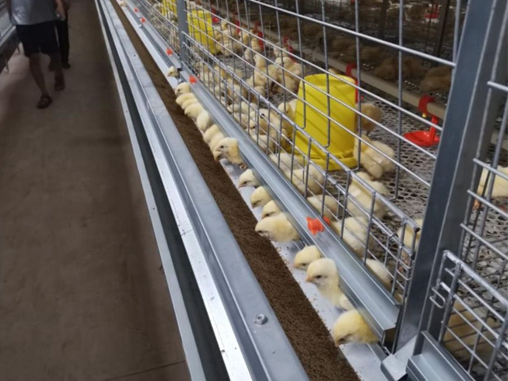 broiler cage detail