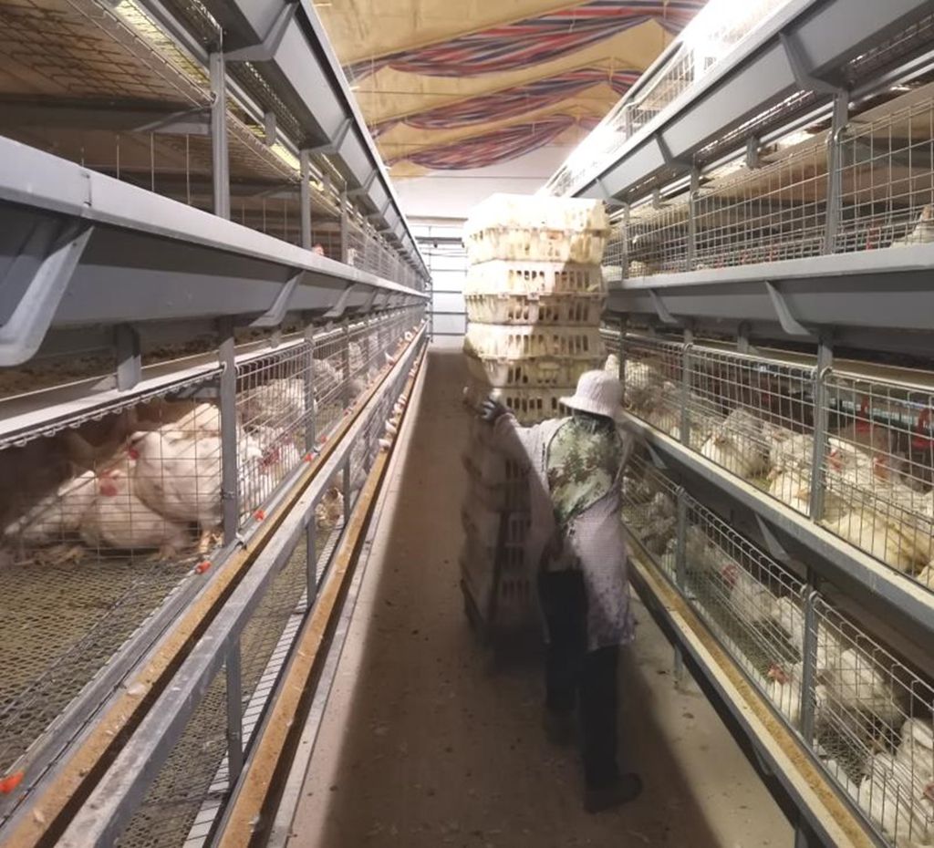 broiler cage door design