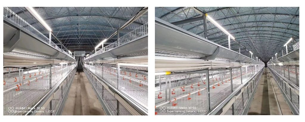 light tube on the cage