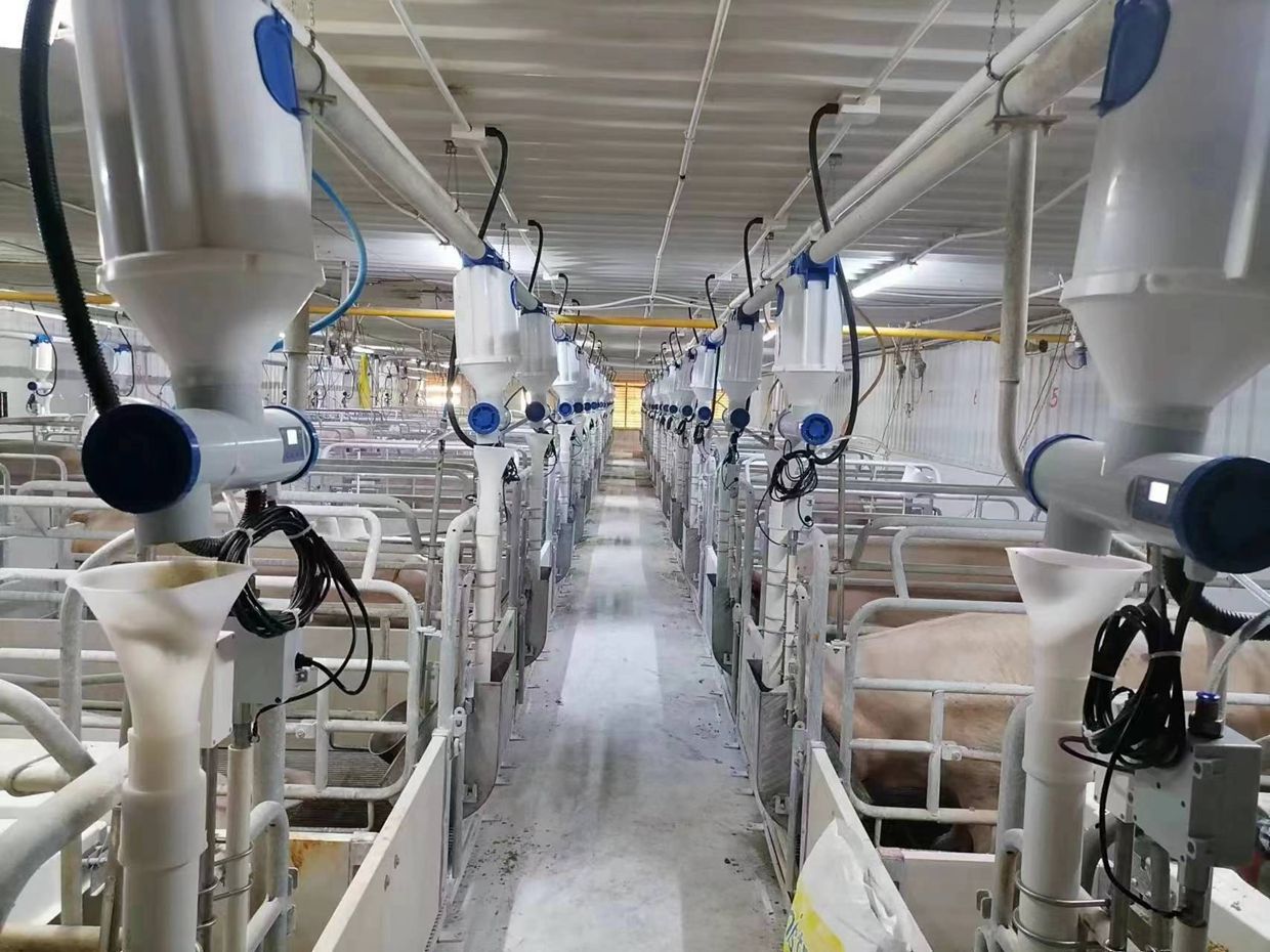 Intelligent sow feeder pig farm quality