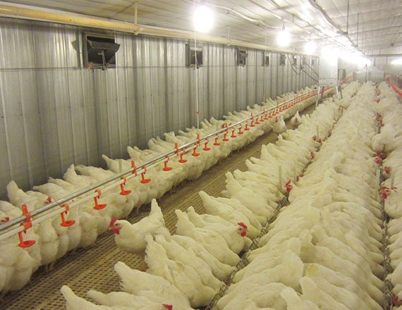 Sistema de alimentación en cadena para reproductoras de pollos de engorde