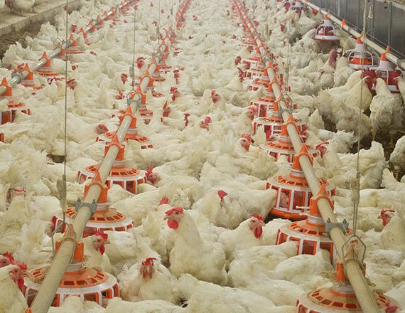 Sistema de alimentación de bandeja para reproductoras de pollos de engorde