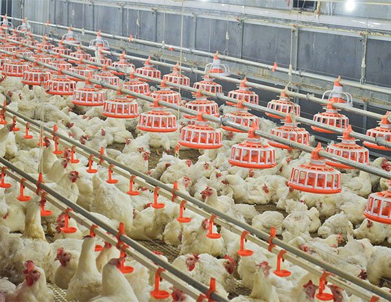 Sistema de alimentación de bandeja para reproductoras de pollos de engorde