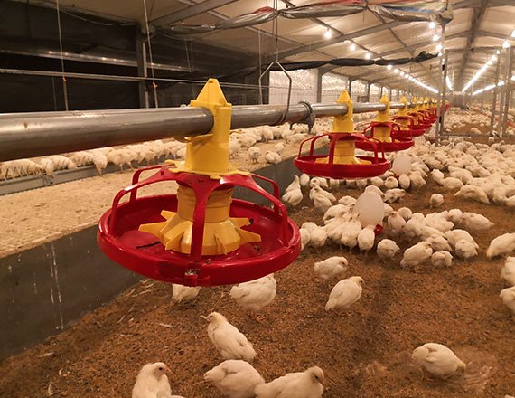 Sistema de alimentación en cadena para reproductoras de pollos de engorde