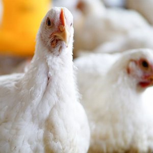 ¿Cuáles son los efectos del sistema de control ambiental en los pollos de granja?