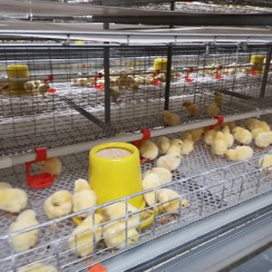 ¿Cómo criar pollos en una gran granja de pollos? Hacer los siguientes siete puntos no está lejos del éxito (3)