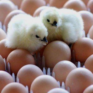 ¿Cómo usar la incubadora para incubar huevos?