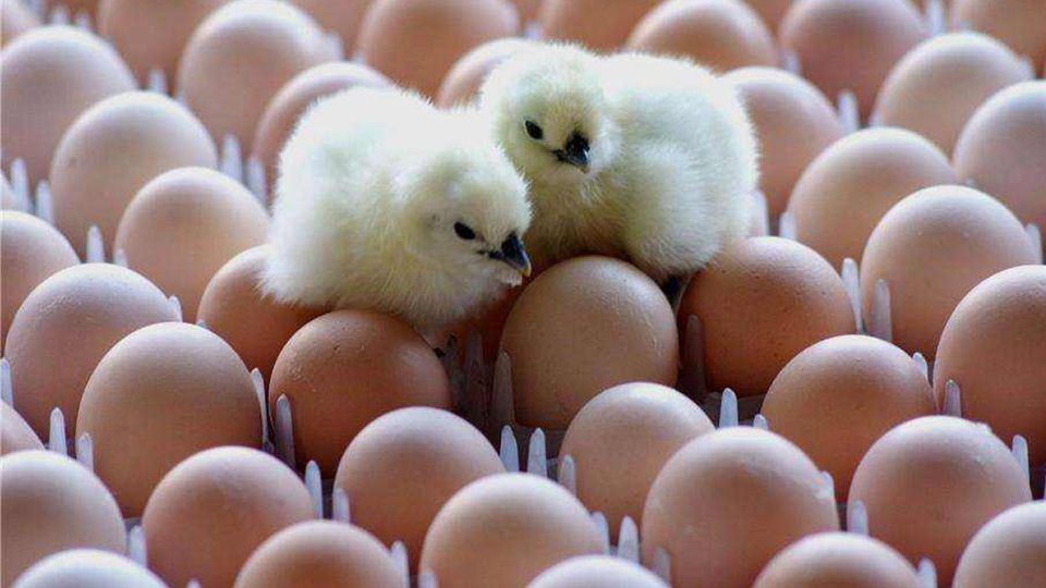 huevos de cría