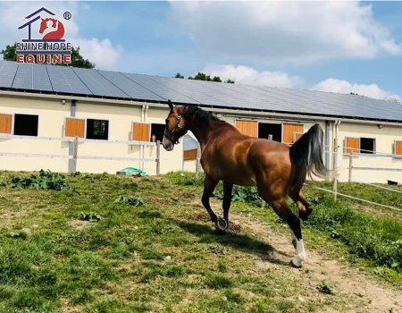 Horse Barn Window: SHE91-96