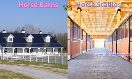 Horse Housing Information: Horse Barns Compare Horse Stables