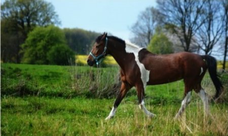 What are the 10 Best Horse Breeds for Beginners?