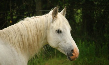 Unraveling the Mysteries Inside Your Horse's Mouth