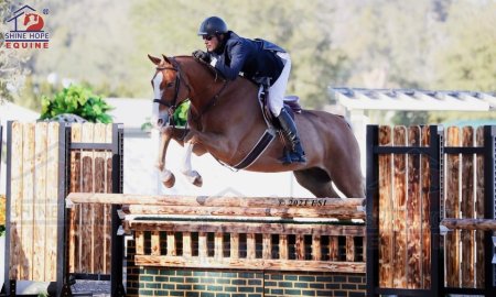 The Utimate Guide to Horse Show Jumping