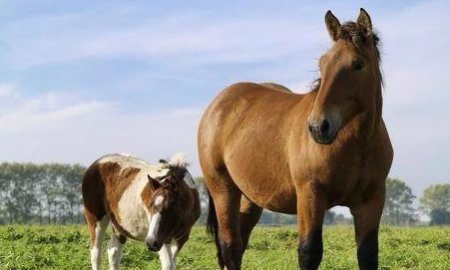 How Long Do Horses Live?