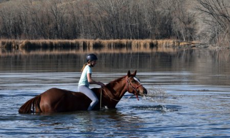 Can Horses Swim?