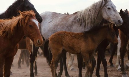 The Ultimate Guide to the Origin of Horses