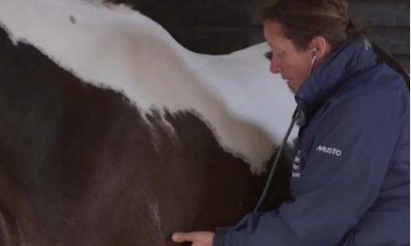 How Much Do You Know About Your Horses?