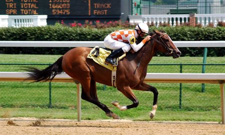 Essential Horse Care: Sheath Cleaning, Hoof Health, and More