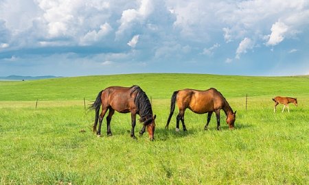 Exploring What Horses Can Eat
