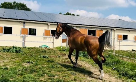 Safety, Durability, and Cost-Effective Solutions for Your Horse Barn Flooring