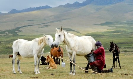 Can My Horse Have Beer?