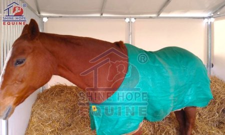 What The Average Life Expectancy of a Horse?