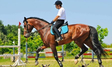 5 Surprising Horse Training Truths That’ll Make You a Better Rider