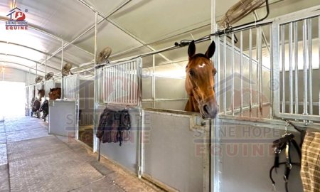 All About Horses: Pronunciation, Stables, and ShineHope Equine