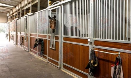  How Much Does a Horse Cost? 