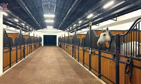 Horse Care Essentials: Everything You Need for a Happy, Healthy Horse 