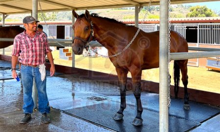 Shinehope Equine Rubber Mats For Your Horse