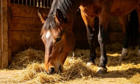 How to Choose the Right Feed for Your Horse: A Complete Guide | Horse Feeding Tips 